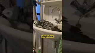 استحمام ببغاء الكاسكو كريم احمد لتربية الببغاءات الذكية 