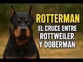 ROTTERMAN The Powerful Rottweiler-Doberman Cross That Commands Respect and Steals Hearts