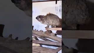 صوت ذكر الوبران يعرف بصوته يشخر أو الكلخ في آخر الصوت غير صوت الاثني سبحان الله العظيم الوبران 