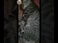 Download Lagu ❤️ Sleeping time🐈‍⬛🐈😽...Waktunya si Bobong bobo 😹💖 #cute