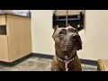 Should You Take Your Pet To Vetco OUR HONEST EXPERIENCE Dog Mom Vlog