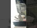 Download Lagu burung manyar kepala emas isian lb ngekek durasi
