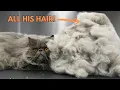 The Most INSANE Cat Grooming Experience I ve Had