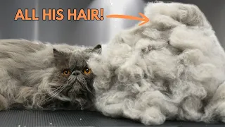 The Most INSANE Cat Grooming Experience I ve Had