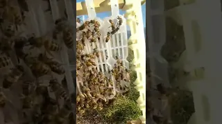 نحوه نگهداری ملکه های باکره Beehoney Beer ملکه زنبورعسل  نحوه نگهداری ملکه های باکره Beehoney Beer ملکه زنبورعسل