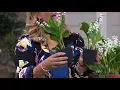 Roberta's 4-piece Lily of the Valley on QVC
