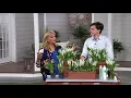 Download Lagu Roberta's 4-piece Lily of the Valley on QVC