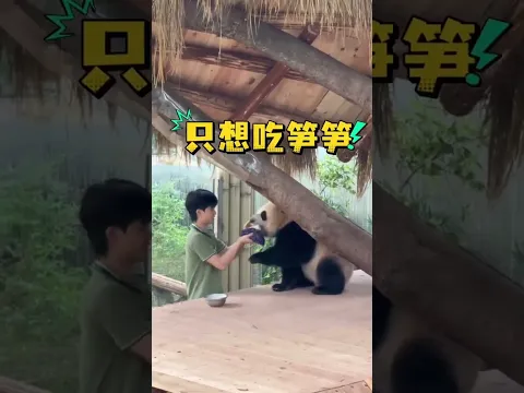 為啥小孩子都不喜歡擦嘴呢！小月亮也不例外，不想擦嘴只想要筍筍喫！ 辰辰🐼🇨🇳 #小月亮 #國寶大熊貓