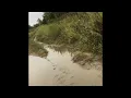 Rabbit hunting in Kentucky
