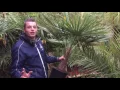 Download Lagu Uitleg Trachycarpus Fortunei winterharde palm waaierpalm -18 uitleg Teeninga Palmen palmboom palmen