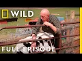 A Day at the County Fair with Dr Pol Full Episode The Incredible Dr Pol