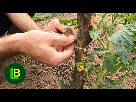 How to properly tie a tomato to support strong plants with lots of yield