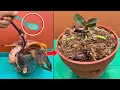 Download Lagu This magical water instantly revives any rotting orchid