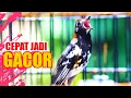 Download Lagu PUTAR SAJA, ANIS KEMBANGMU PASTI LANGSUNG GACOR,  ANIS KEMBANG GACOR SPEED RAPAT