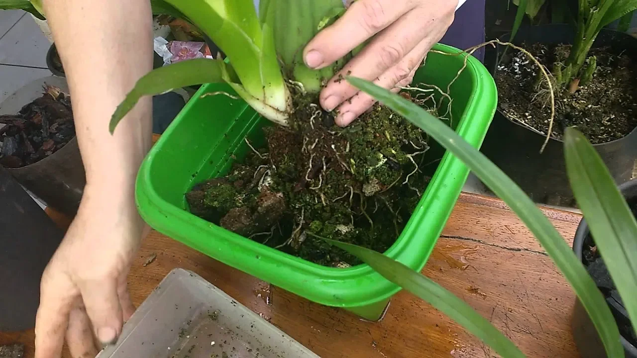ORQUÍDEAS COMO CUIDAR