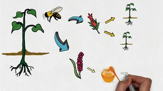 A importância dos insetos