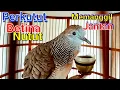 Download Lagu Perkutut betina memanggil jantan lokal suara nutut panjang 