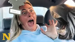 This is why you DON'T feed the zebras 🫣