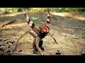 Download 17 DEADLIEST Animals in the Amazon mp4 3gp mp3 videos - waplic