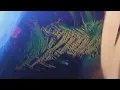 DJDJIC - PRIMAL IMAGE / CHEAP ART (Indie, Deep, Disco House)