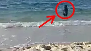 لأول مرة ظهور عروس البحر الحقيقية بشاطئ سيناء سبحان الله       دندنها