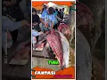 Download Lagu Teknik Potong Seperti Tukang Ikan Profesional di Jepang #shorts #tuna #sushi