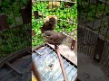 Download Lagu ANAK BURUNG CAMPEOR ATAU PELANDUK SEMAK 🐥🤭🤗 #shorts #viral #subscribe #trending #bubupatiand #tiktok