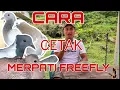 Lagu CARA CETAK MERPATI FREE FLY ‼️ PEMULA WAJIB TAU, 8 TAHAP CETAK MERPATI FF