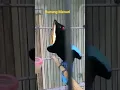 Download Lagu Burung Cucak Biru Gacor Menari😍. #shorts
