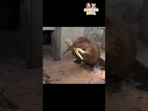 Quando você chega em casa - Animais Dublados Binho e Mel