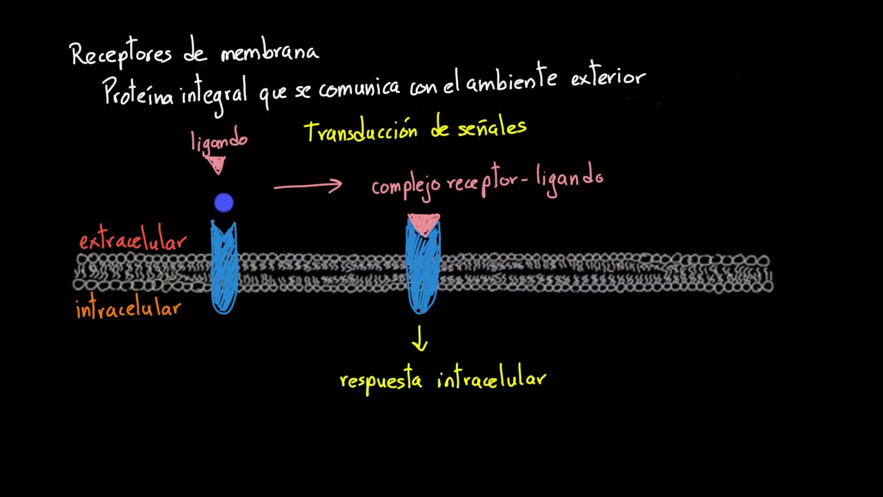 Receptores de membrana | Khan Academy en Español