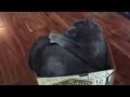 Whose tail is this