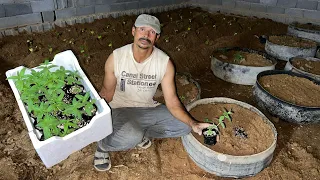 زراعة النعناع او الحبق او النعناع المغربي من الشتلات مع المعلم ابو نور 