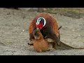 Download Lagu Pheasant breeding Chickens (re upload)