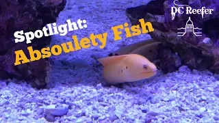 Spotlight Absolutely Fish
