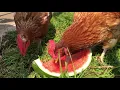 Chickens eating Watermelon 4K