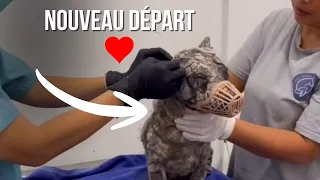 Ces chiens abandonnés ont croisé les bonnes personnes…