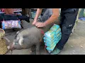 Download Lagu Vietnamese man and his pet go to the grocery store to buy a lot of food