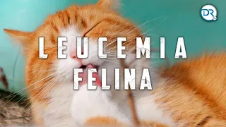 Leucemia felina, síntomas y tratamientos - DrTv RTU