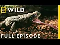 Download Lagu Monsters of the Costa Rica Jungle (Full Episode) | Dead by Dawn