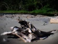 Download Lagu JEJAK JEJAK MISTERIUS EPS #007, MANUSIA KERDIL MERU BETIRI II PANTAI NAGGELAN