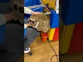 New Build a Bear Halloween Spider and Bat Plush