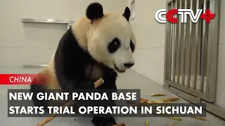 New Giant Panda Base Starts Trial Operation in Sichuan
