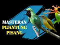 Download Lagu Masteran Pijantung Pisang Untuk Isian Cucak Ijo Paling Dicari