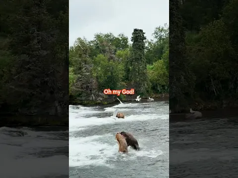 Bro in the back is so tired of their behavior 🤣🐻✋ #Bear #Nature #Funny #WildAnimals