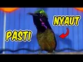 Download Lagu Pancingan KONIN GACOR NEMBAK INI bikin KOLIBRI NINJA lain ikut Bongkar Isian