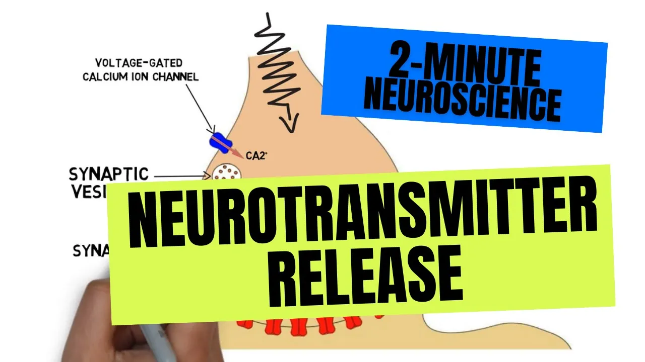 2-Minute Neuroscience: Neurotransmitter Release