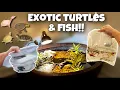 SHOPPING For EXOTIC BABY TURTLES FISH For My PATIO AQUARIUM