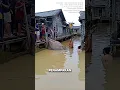 Download Lagu GEDE BANGET‼️IKAN PARI RAKSASA DI KALIMANTAN #shorts