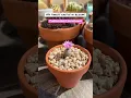 Download Lagu My tiniest cactus in bloom!